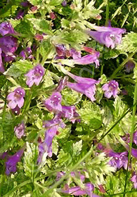 Calamintha grandiflora 'Variegata'