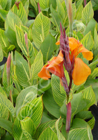 Canna 'Bengal Tiger' 