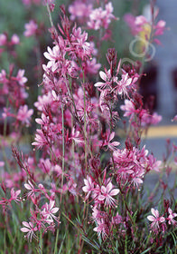 Gaura lindheimeri 'Pink Cloud'