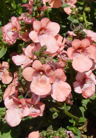 Diascia 'Hector Harrison'