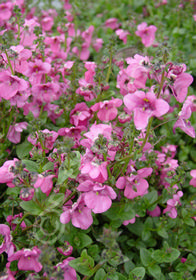 Diascia 'Langthorn's Lavender'