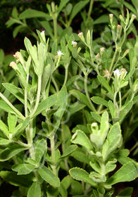 Stevia rebaudiana 