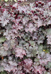 Heuchera 'Amethyst Myst'