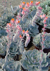 Echeveria subsessalis 'Azure Blue'