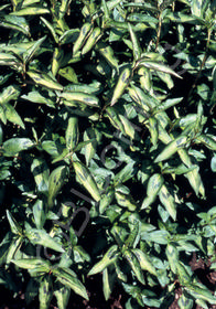 Polygonum odoratum