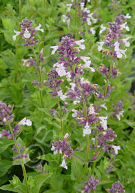 Nepeta 'Dawn to Dusk'