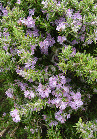 Rosmarinus officinalis 'Majorca  Pink'