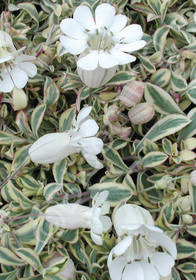 Silene uniflora 'Druett's Variegated'