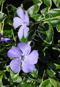 Vinca minor 'Ralph Shugert'