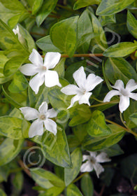 Vinca minor 'Valley Glow'                  