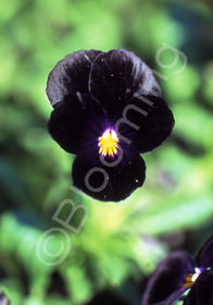 Viola cornuta 'Bowle's Black'