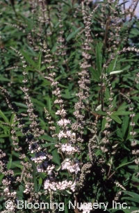 Vitex agnus-castus 'Blushing Spires'              