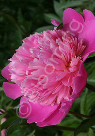 Paeonia lactiflora 'Edulis Superba'