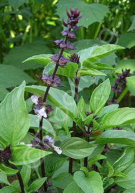 Ocimum basilicum 'Thai'