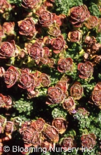 Thymus camphoratus                                 Thymus camphoratus