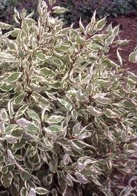 Cornus alba 'Argenteovariegata'