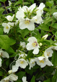 Philadelphus  'Belle Etoile'