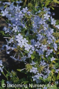 Plumbago capensis                                 