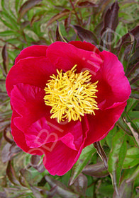 Paeonia lactiflora hybrids 'Single Red'