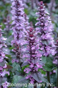 Ajuga reptans 'Pink Surprise'                     