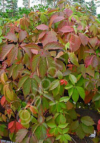 Parthenocissus quinquefolia