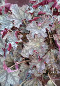 Heuchera americana 'Velvet Night'