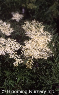 Sambucus nigra laciniata                       