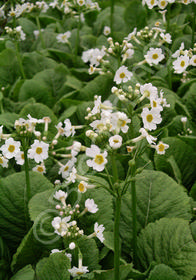 Primula japonica 'Alba'