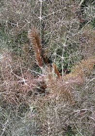 Foeniculum vulgare 'Smokey'