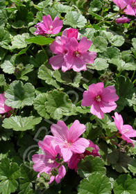 Sidalcea malviflora 'Palustre'