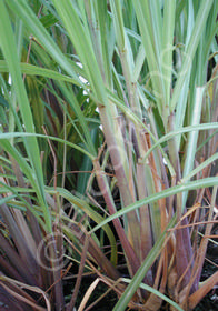 Cymbopogon citratus 