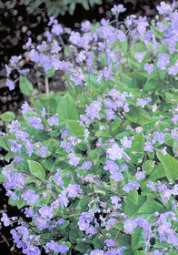 Omphalodes cappadocica 'Lilac Mist'               