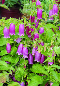 Campanula punctata 'Cherry Bells'