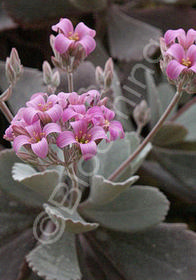 Kalanchoe pumila