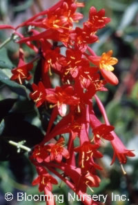 Lonicera sempervirens 'Blanche Sandman'