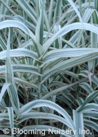 Arundo donax 'Versicolor'                         