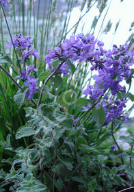 Nepeta x faassenii 'Dropmore'