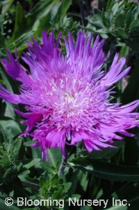 Stokesia laevis 'Purple Parasols'