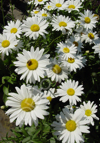 Leucanthemum x superbum 'Becky'