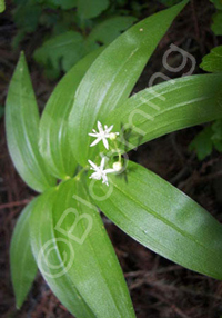 Smilacina stellata                      