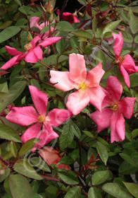 Rosa chinensis mutabilis