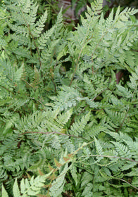 Athyrium filix-femina