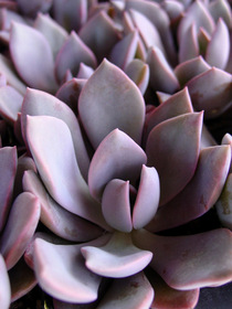 Graptopetalum 'Debbii'