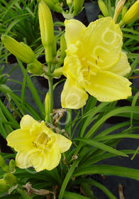 Hemerocallis 'Happy Returns'
