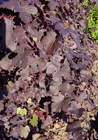 Vitis vinifera 'Purpurea Nana'