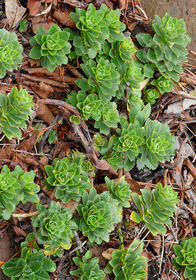 Sedum takesimense
