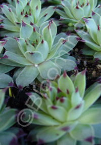 Sempervivum tectorum var. calcareum