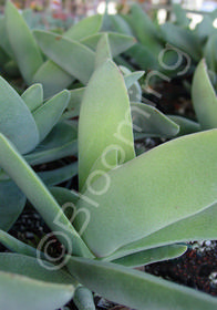 Crassula falcata