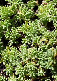 Sedum bithynicum 'Sea Stars'