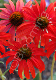 Echinacea 'Tomato Soup'